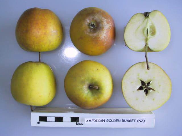 American Golden Russet apple