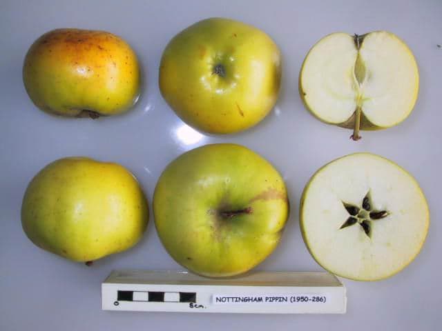 Nottingham Pippin apple