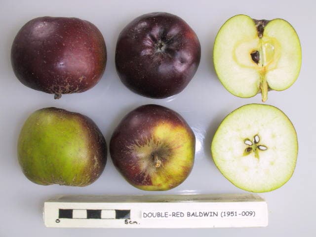 Double-Red Baldwin apple