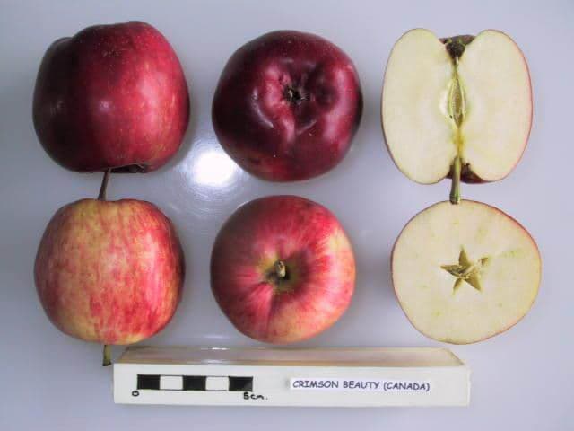 Crimson Beauty (Canada) apple