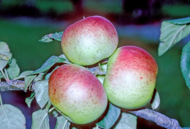 Henry Clay apple