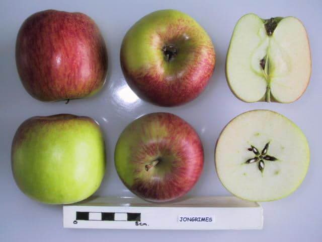 Jongrimes apple