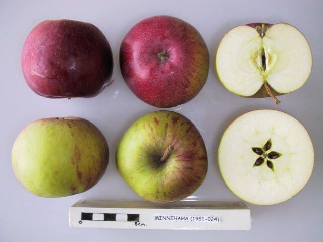 Minnehaha apple