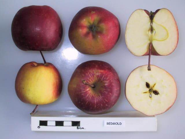 Redgold apple