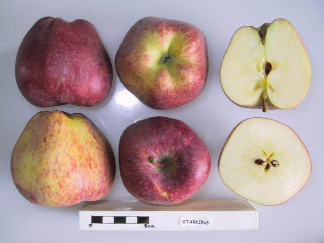 Starking apple