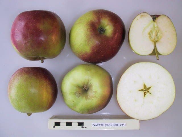 Payette apple