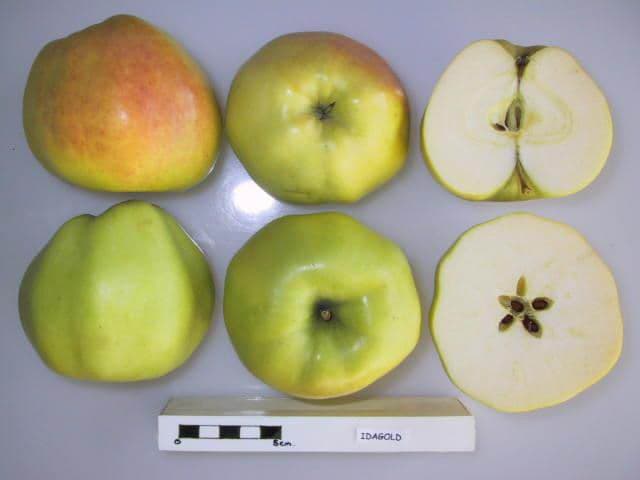 Idagold apple