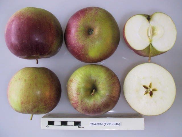 Idajon apple