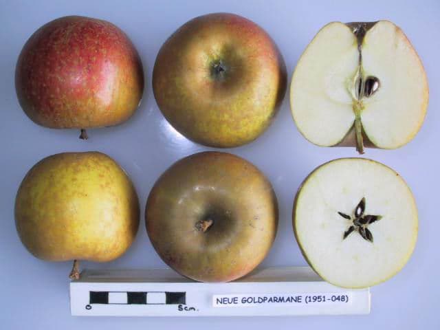 Neue Goldparmane apple