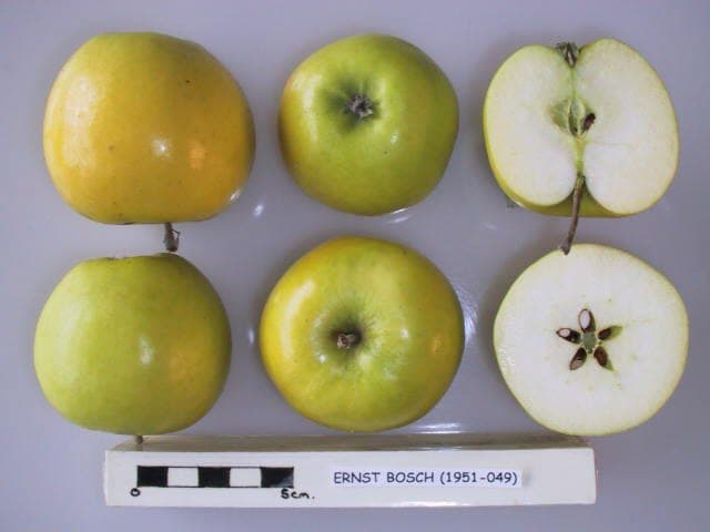 Ernst Bosch apple