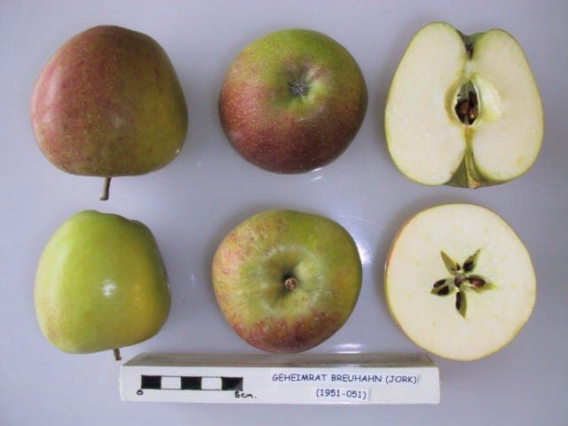 Geheimrat Breuhahn apple