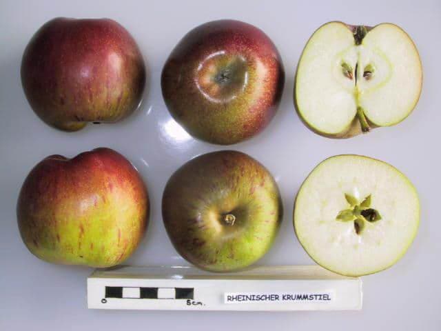 Rheinischer Krummstiel apple