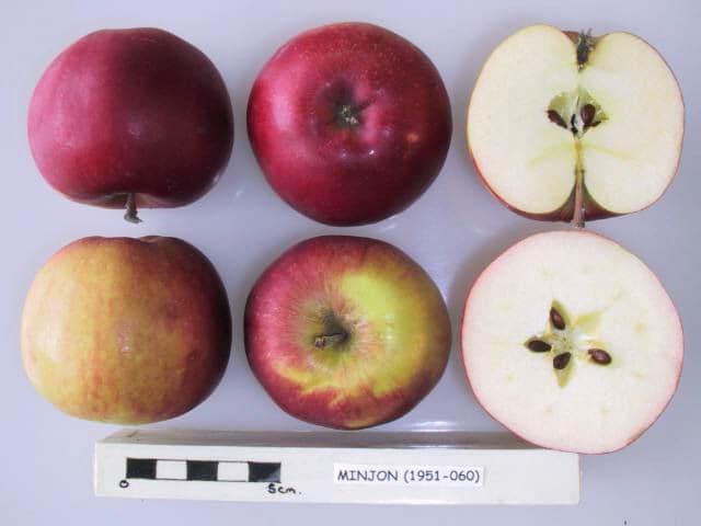 Minjon apple