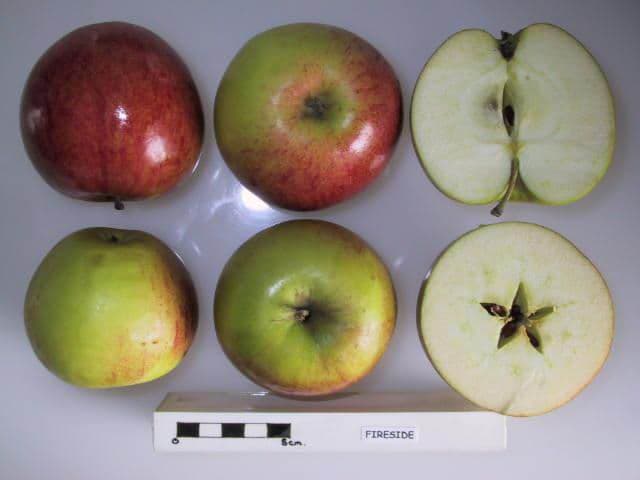 Fireside apple