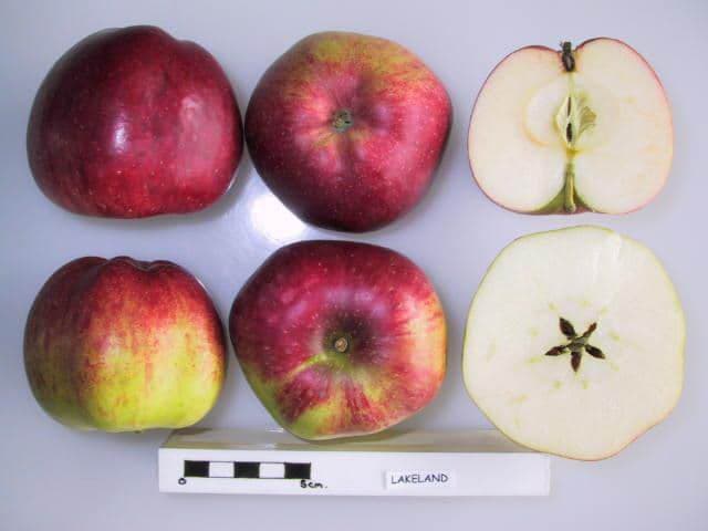 Lakeland apple
