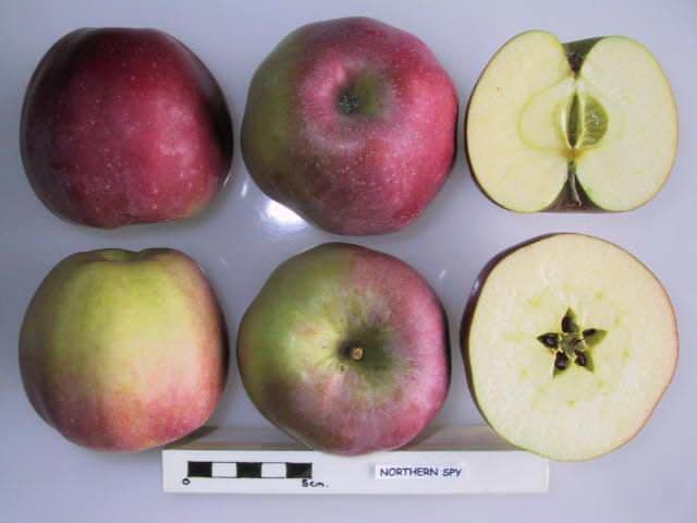 Northern Spy apple
