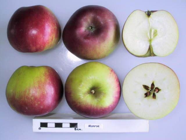 Monroe apple