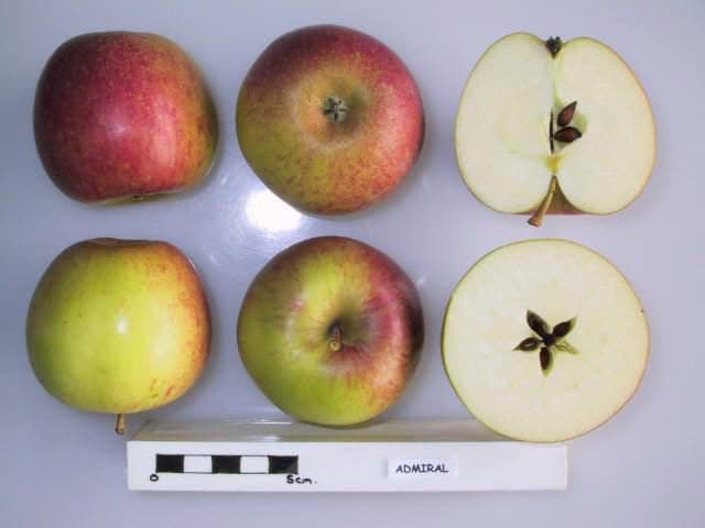 Admiral apple