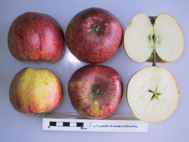 Altlander Pfannkuchenapfel apple