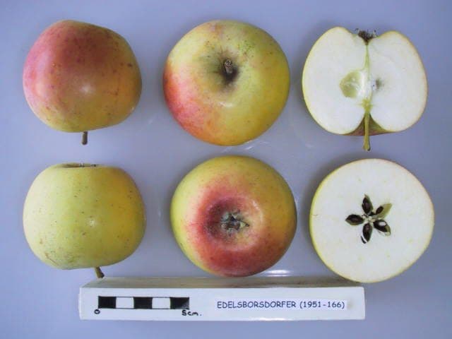 Edelborsdorfer apple