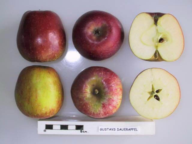 Gustavs Dauerapfel apple