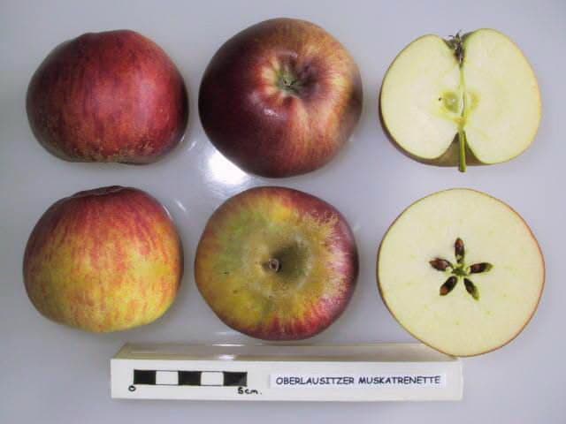 Oberlausitzer Muskatrenette apple