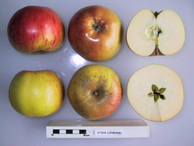 Stina Lohmann apple