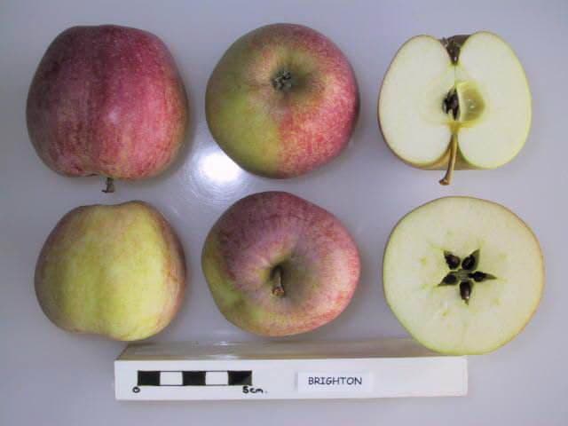 Brighton apple