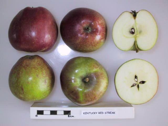 Kentucky Red Streak apple