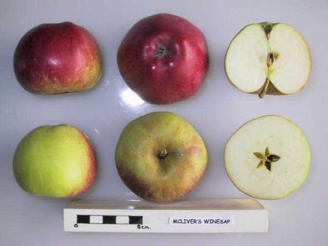 McLiver's Winesap apple