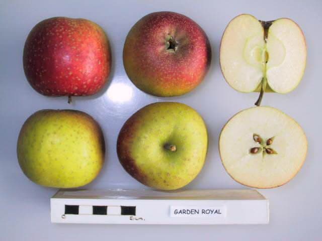 Garden Royal apple