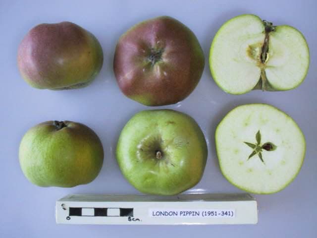 London Pippin apple