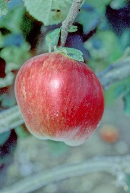 Close apple