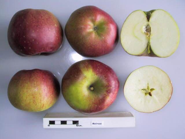 Melrose (2) apple