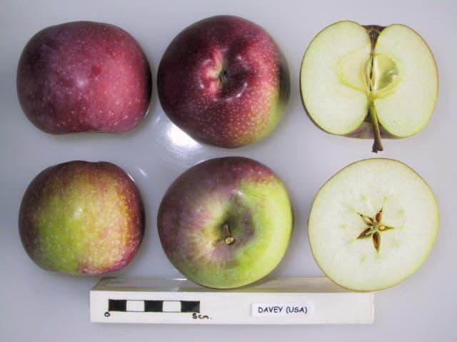 Davey apple