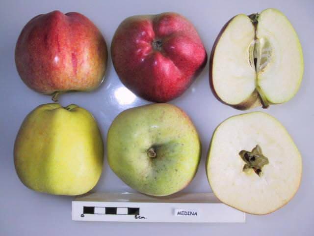 Medina apple