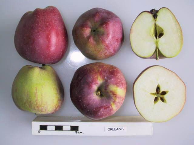Orleans apple