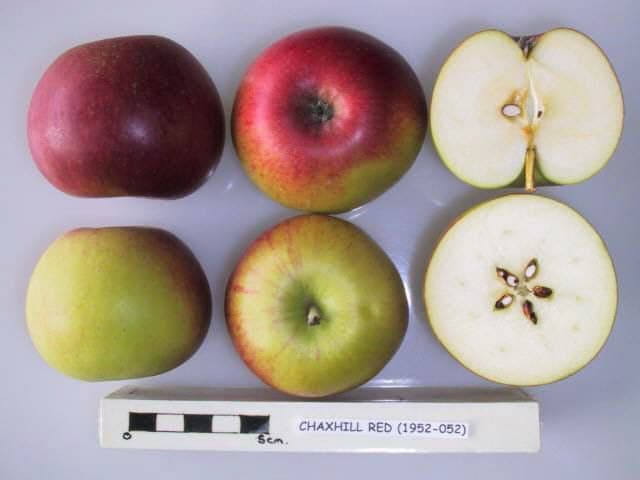 Chaxhill Red apple