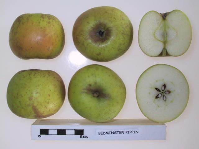 Bedminster Pippin apple
