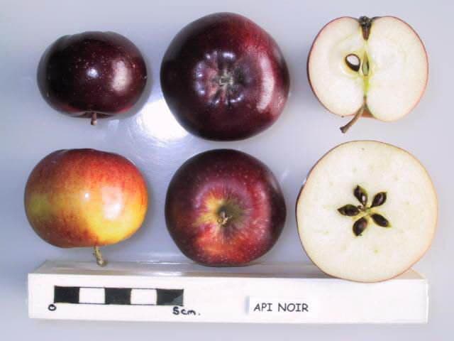 Api Noir apple