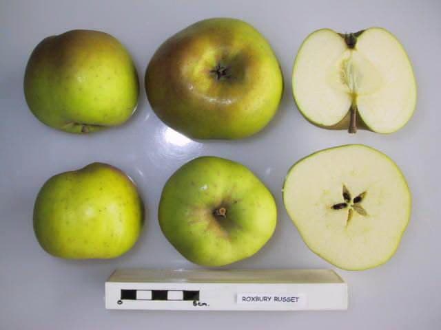 Roxbury Russet apple