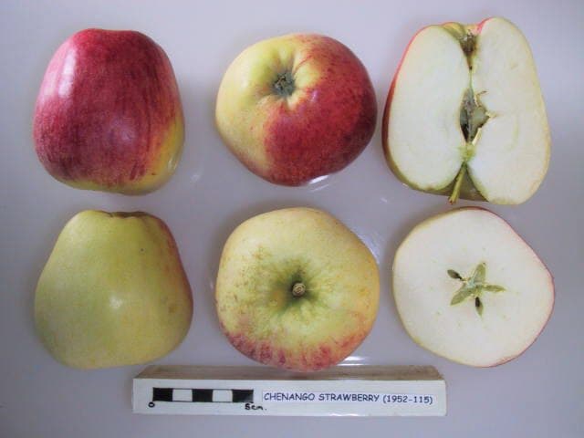 Chenango Strawberry apple