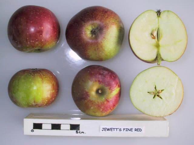 Jewett Red apple