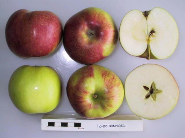 Ohio Nonpareil apple