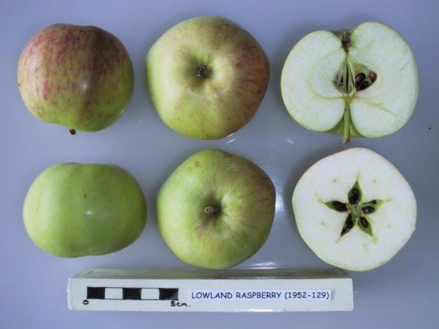 Lowland Raspberry apple