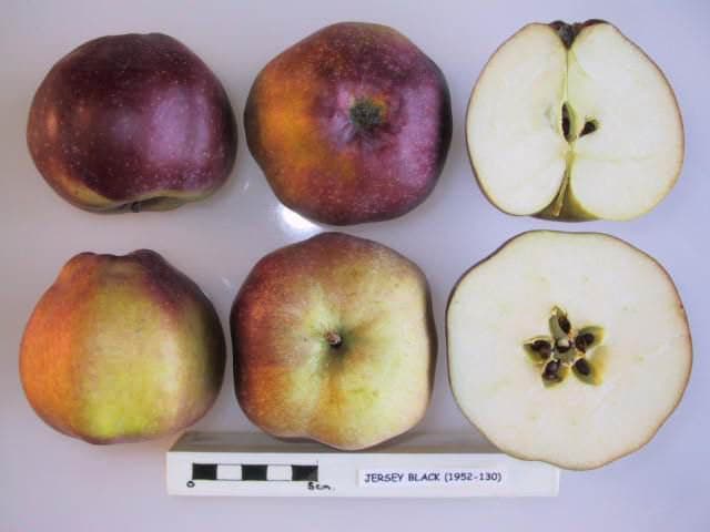 Jersey Black apple