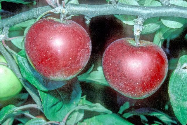 Fameuse apple