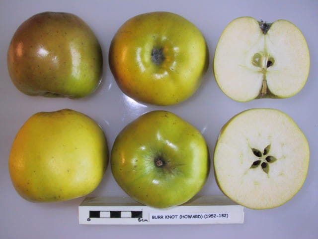 Burr Knot apple