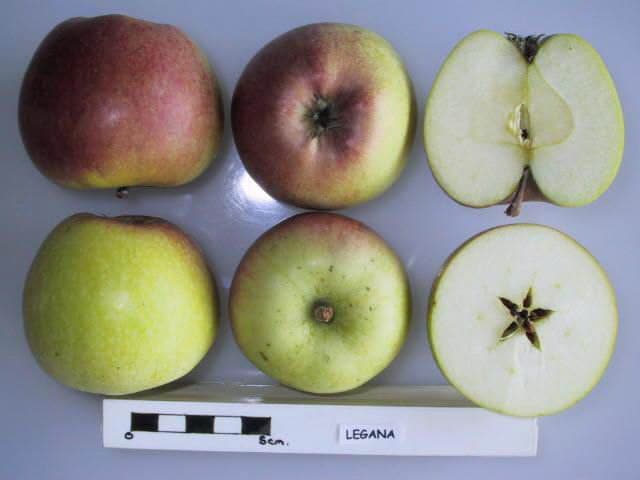 Legana apple