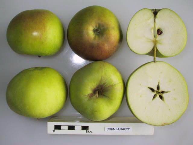 John Huggett apple